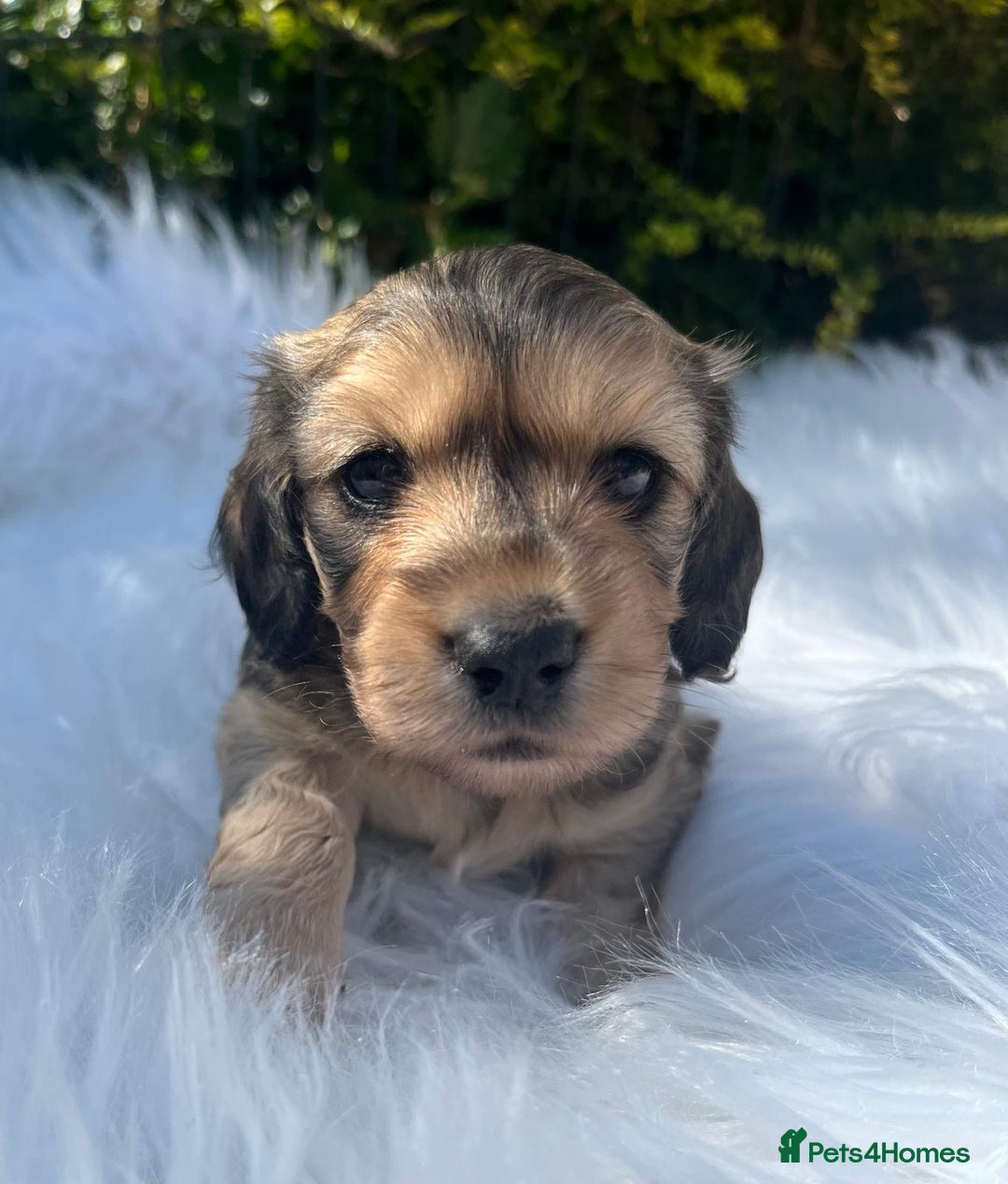 Miniature Dachshund dogs for sale: Beautiful KC mini L/h girls - Image 6