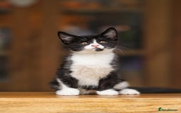 Maine Coon cats for sale: Beautiful Maine Coon X Kittens - Image 8