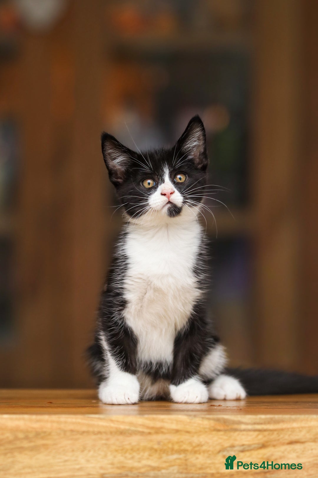 Maine Coon cats for sale: Beautiful Maine Coon X Kittens - Image 8