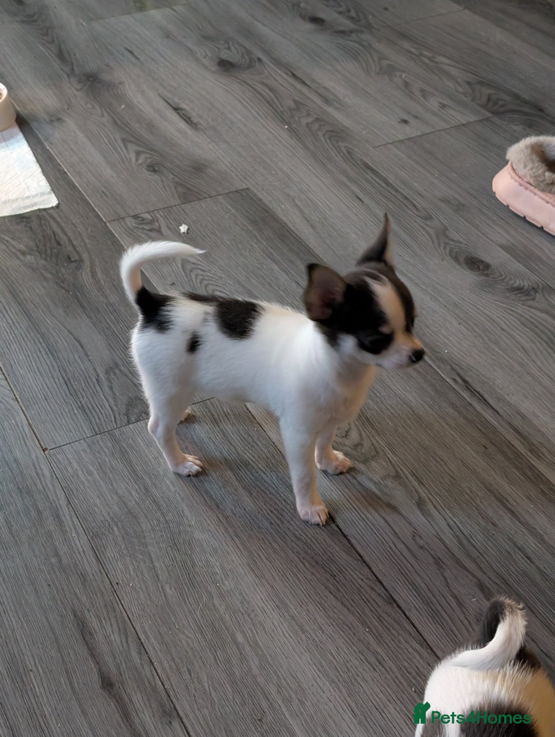 Chihuahua dogs for sale: Smoothcoat Chihuahua puppies  - Advert 5