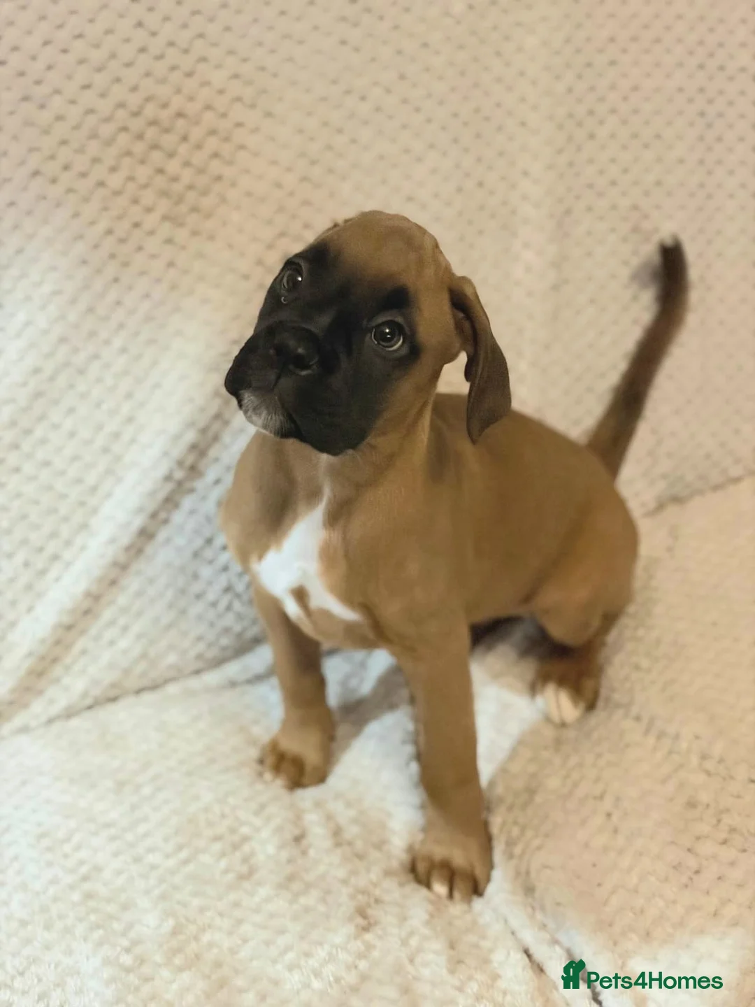 Boxer dogs for sale: Boxer puppies for sale  - Advert 5