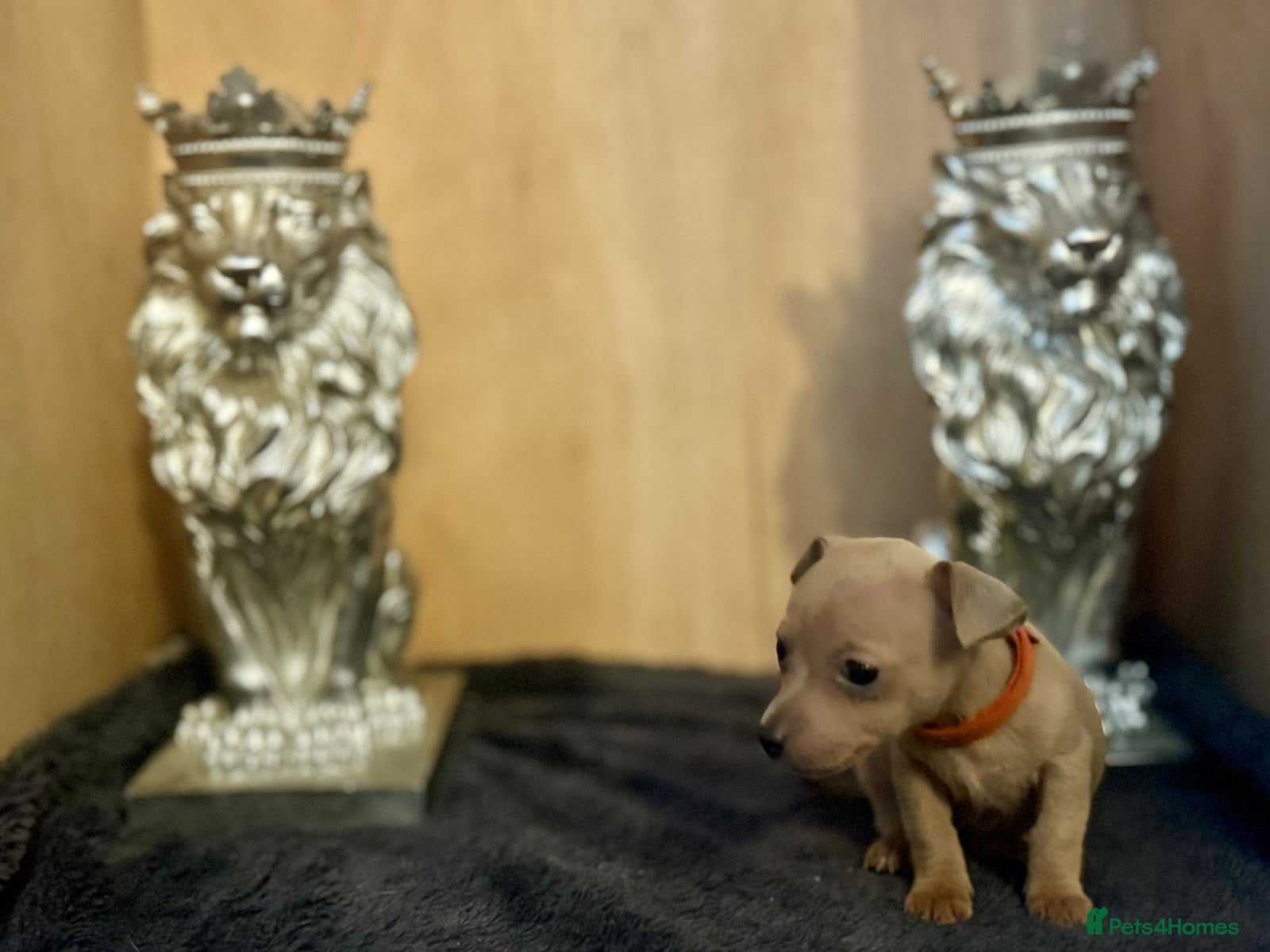 Jack Russell dogs Beautiful Jack Russell pups  - Advert 2