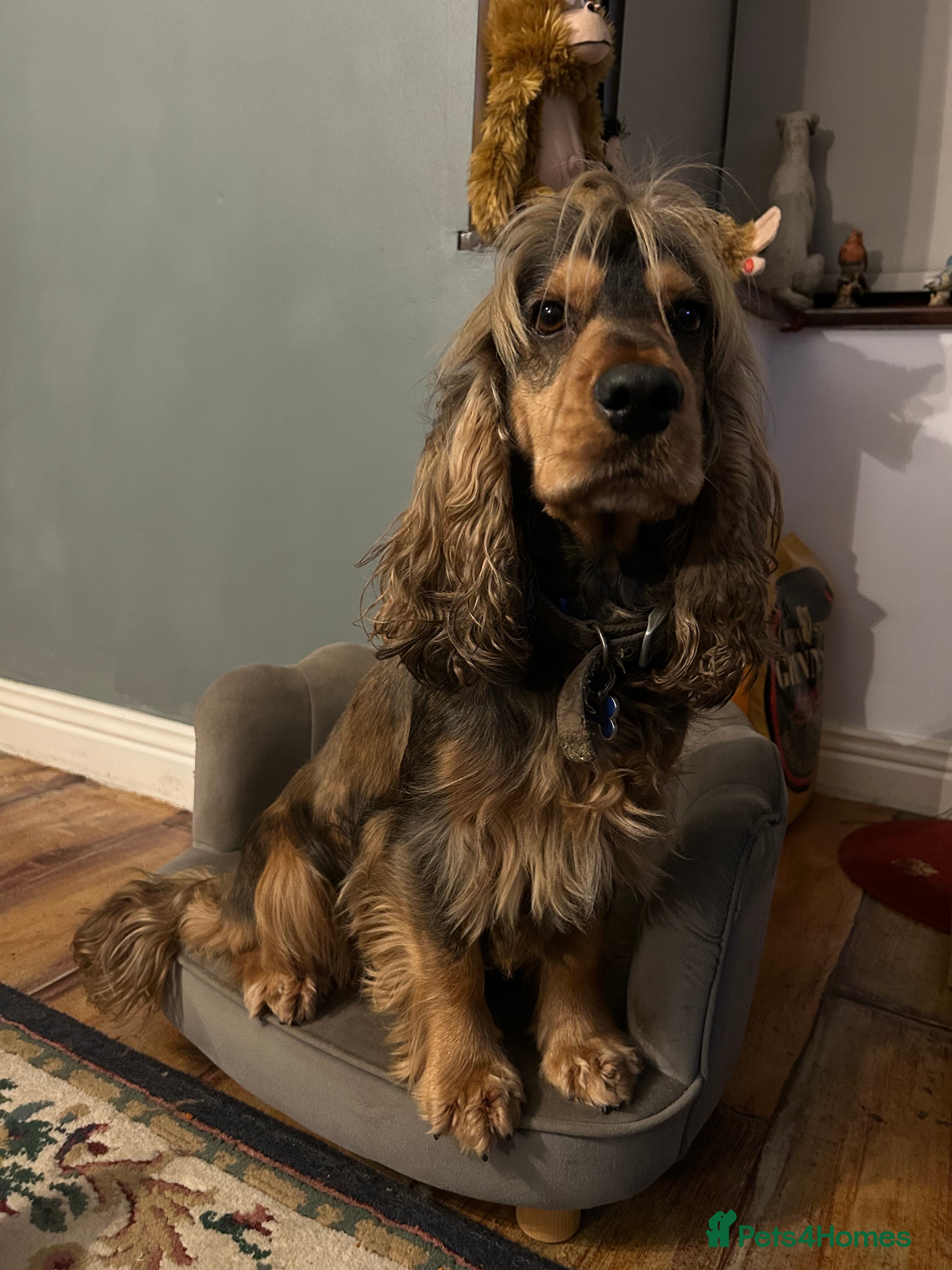 Cocker Spaniel dogs For Stud only Northampton. Proven CS - Advert 7
