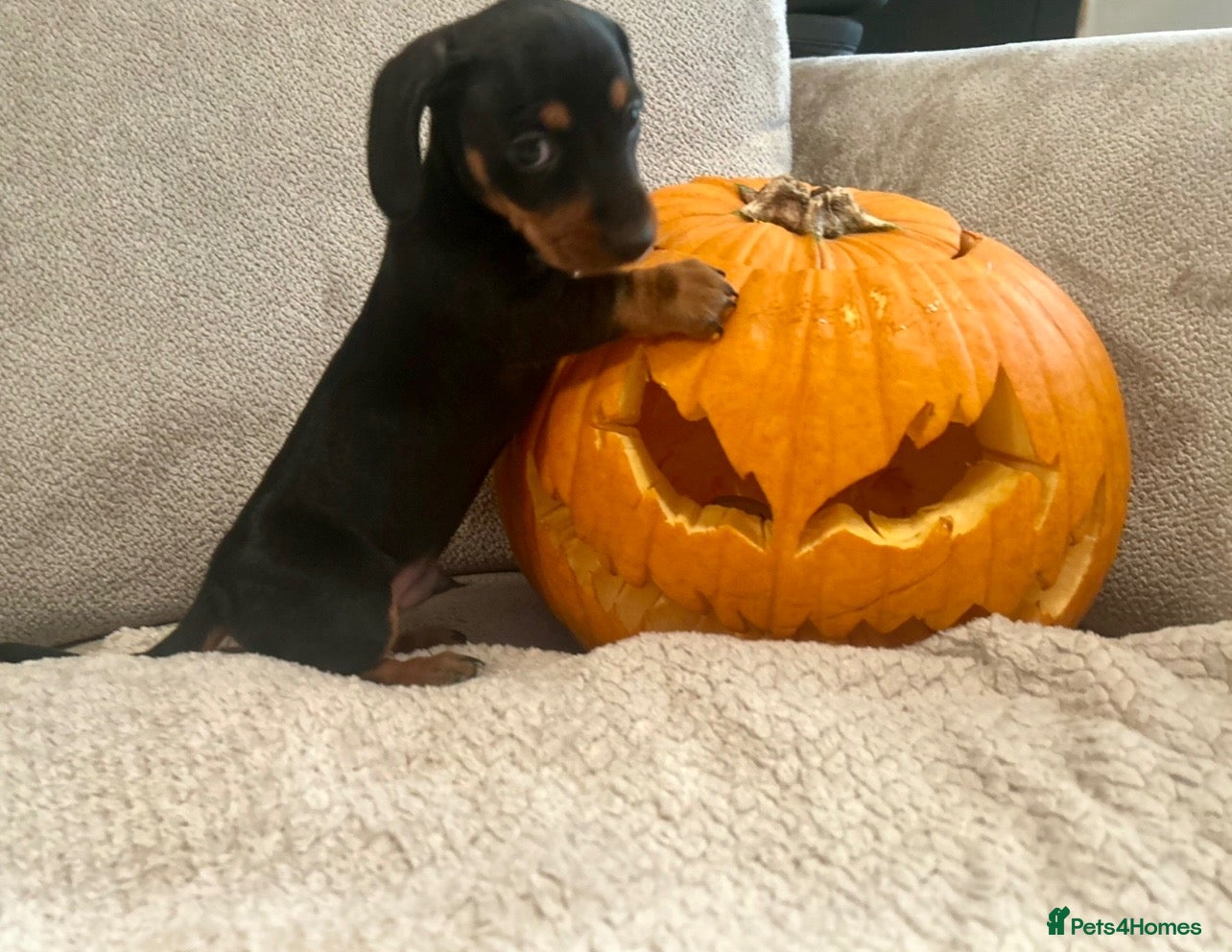 Miniature Dachshund dogs for sale: Beautiful dapple & Black and Tan PRA clear boys  - Advert 12