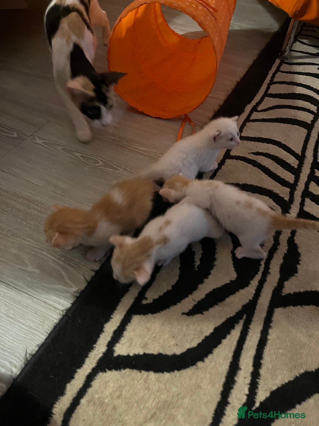 Oriental cats for sale: Gorgeous oriental kittens  - Advert 22