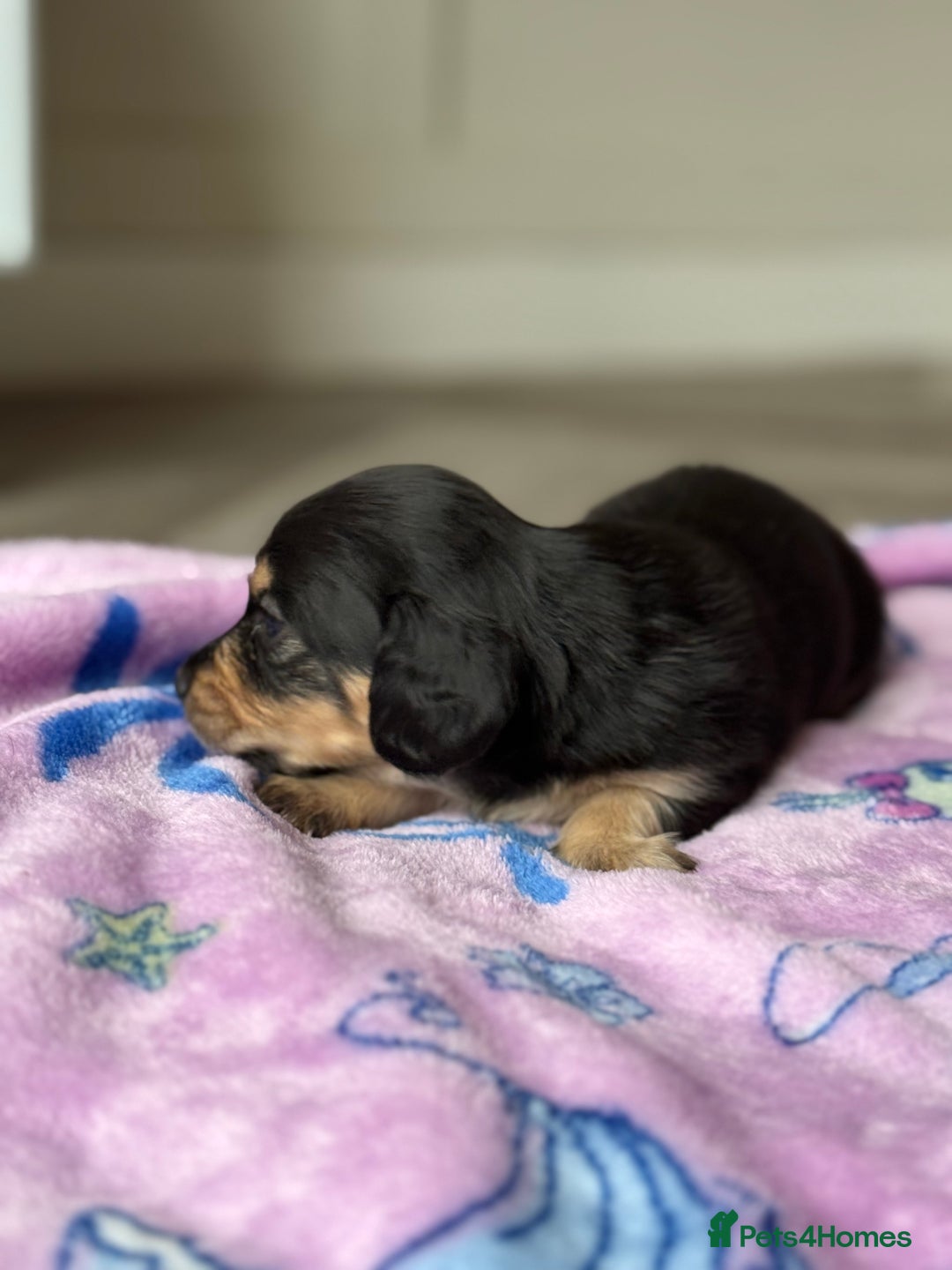 Miniature Dachshund dogs for sale: Long haired miniature dachshunds  - Image 14