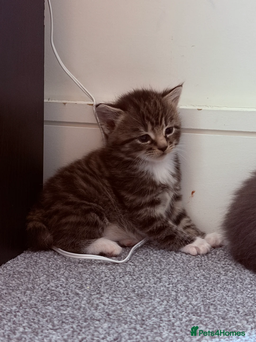 Mixed Breed cats for sale: No names yet - Advert 5