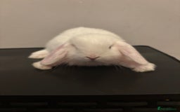 Dwarf Lop rabbits for sale: Baby rabbits  - Image 10
