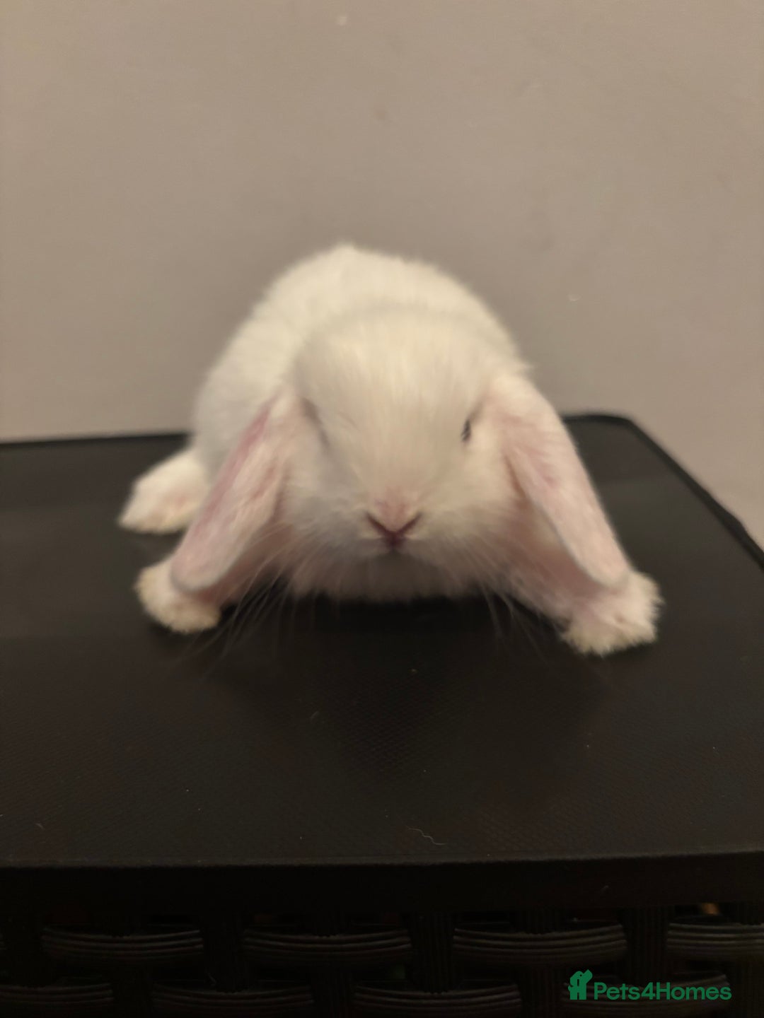 Dwarf Lop rabbits for sale: Baby rabbits  - Image 10