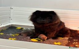 Chow Chow dogs for sale: Beautiful blue chow chow litter 💙 - Image 18