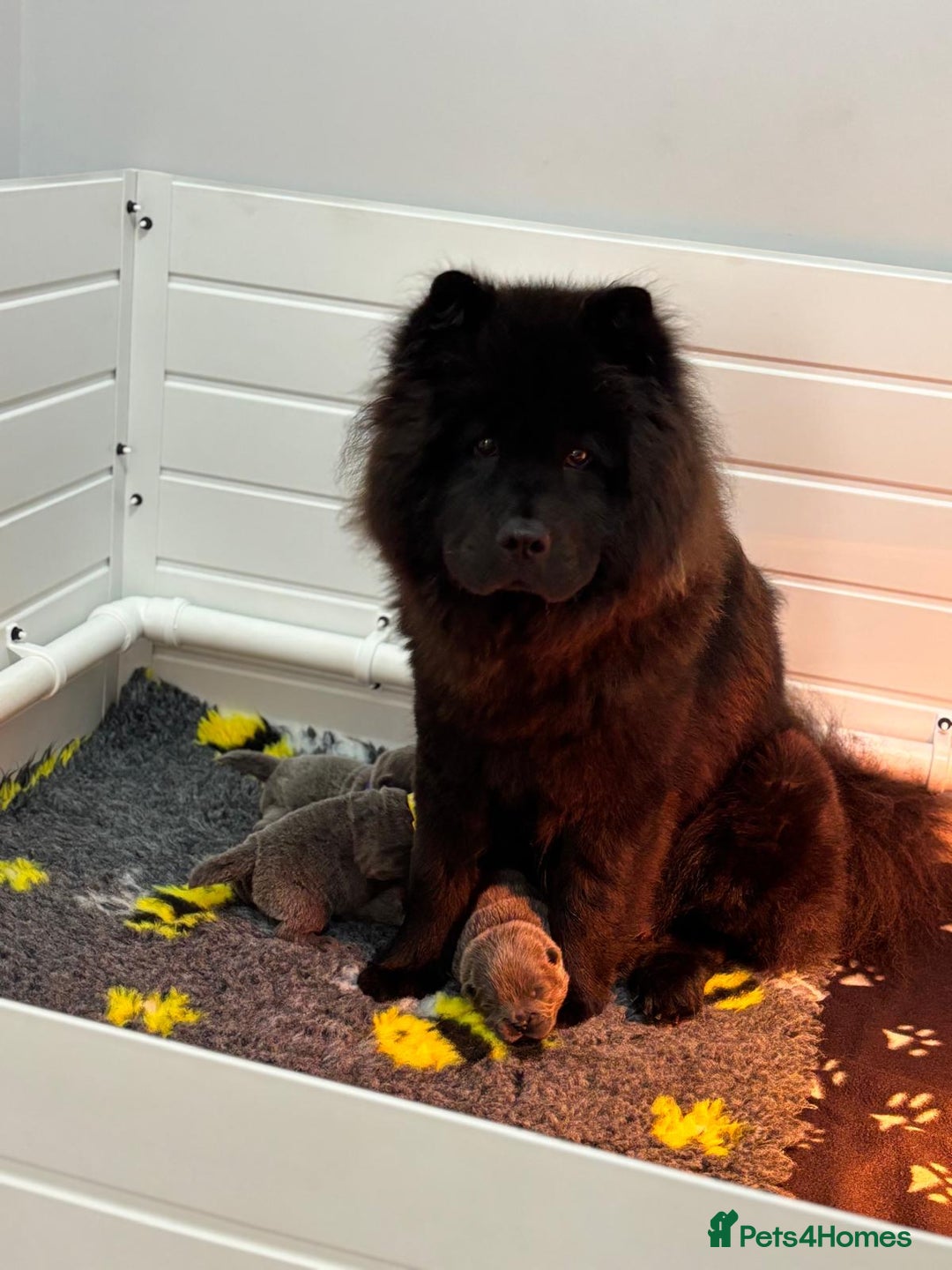 Chow Chow dogs for sale: Beautiful blue chow chow litter 💙 - Image 18