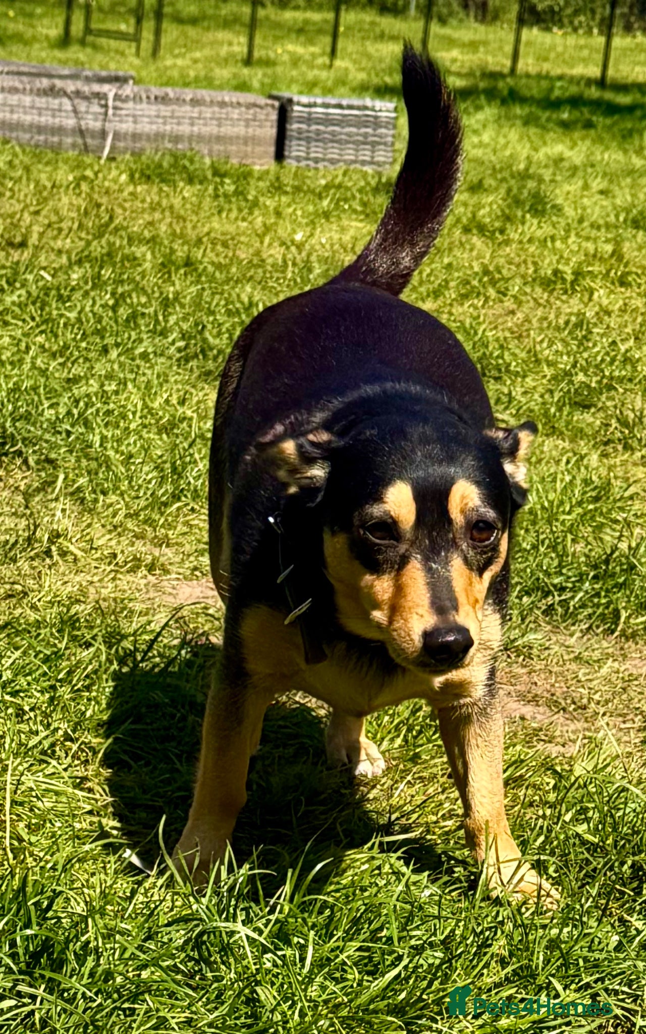 German Shepherd dogs 🐾 ELZA – Miniature German Shepherd 🐾 - Advert 1