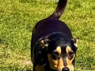 German Shepherd dogs 🐾 ELZA – Miniature German Shepherd 🐾 - Advert 5