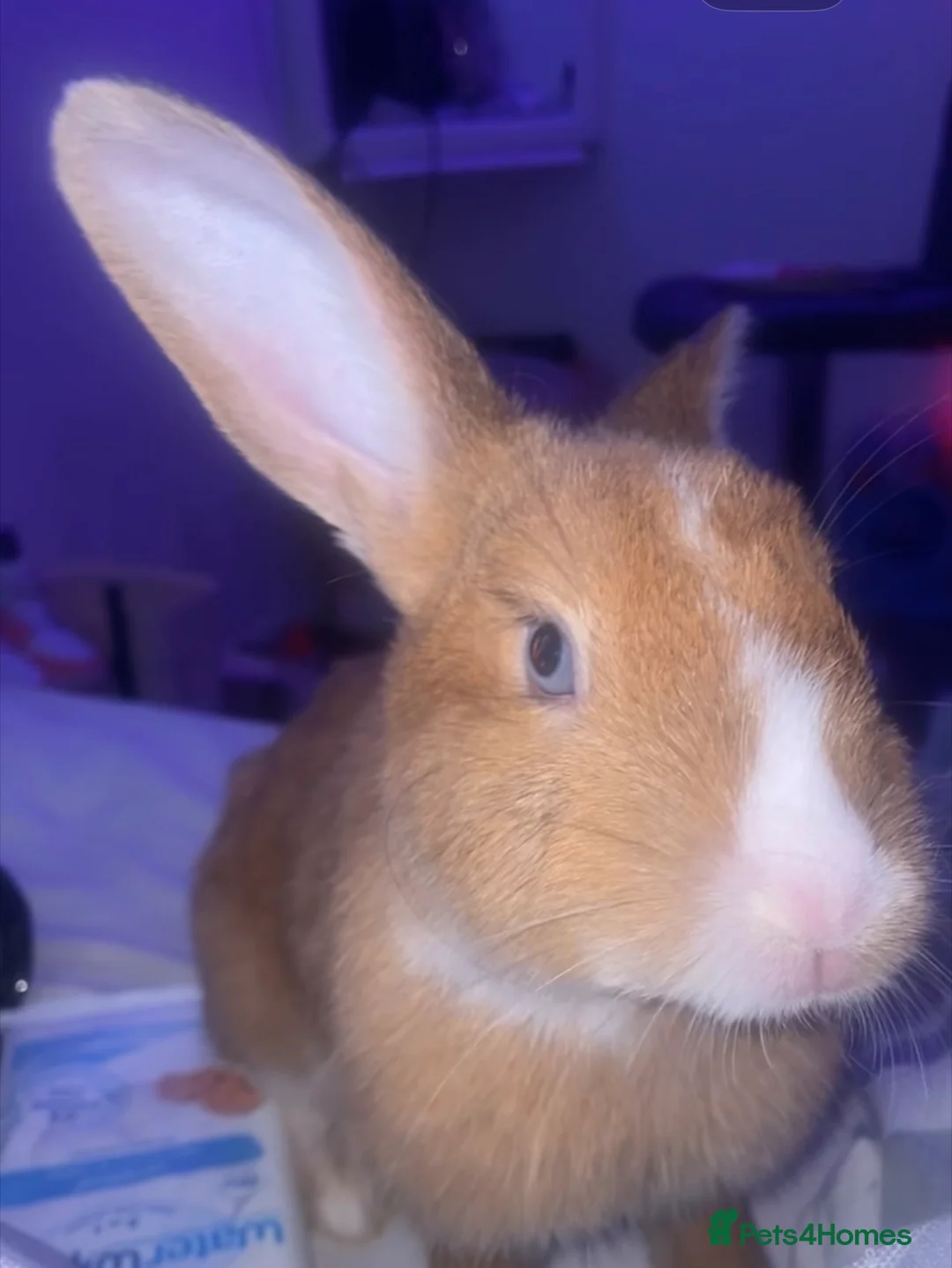Mini Lop rabbits for sale: Lola .. - Advert 1