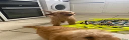 Toy Poodle dogs for sale: Toy poodle puppy  - Advert 14