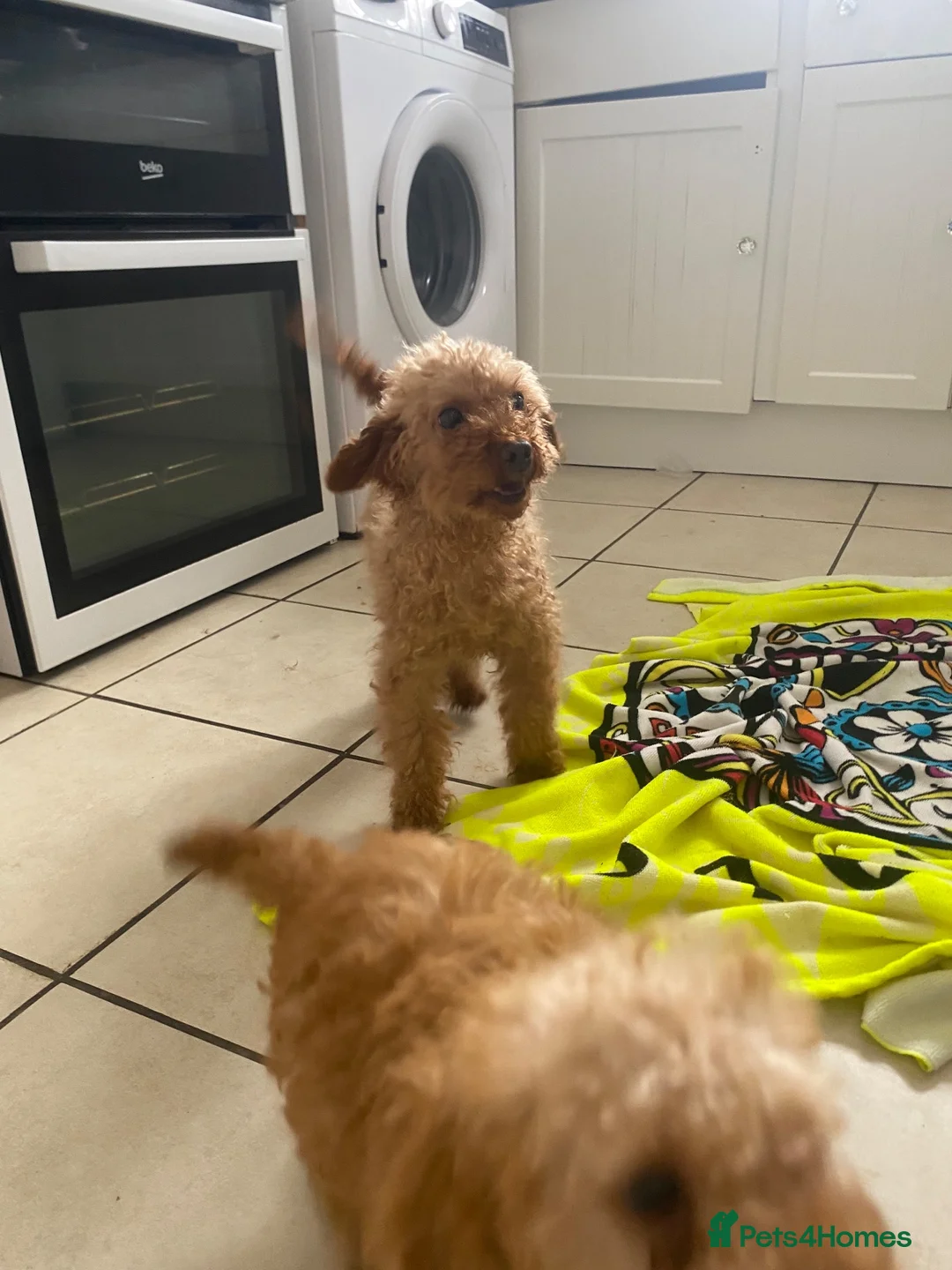 Toy Poodle dogs for sale: Toy poodle puppy  - Advert 14
