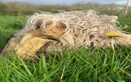 Guinea Pig rodents for sale: Lots of Guinea Pigs Always available!  - Image 22