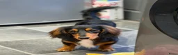 Dachshund dogs for sale: 9mo Male Dachshund - Advert 3