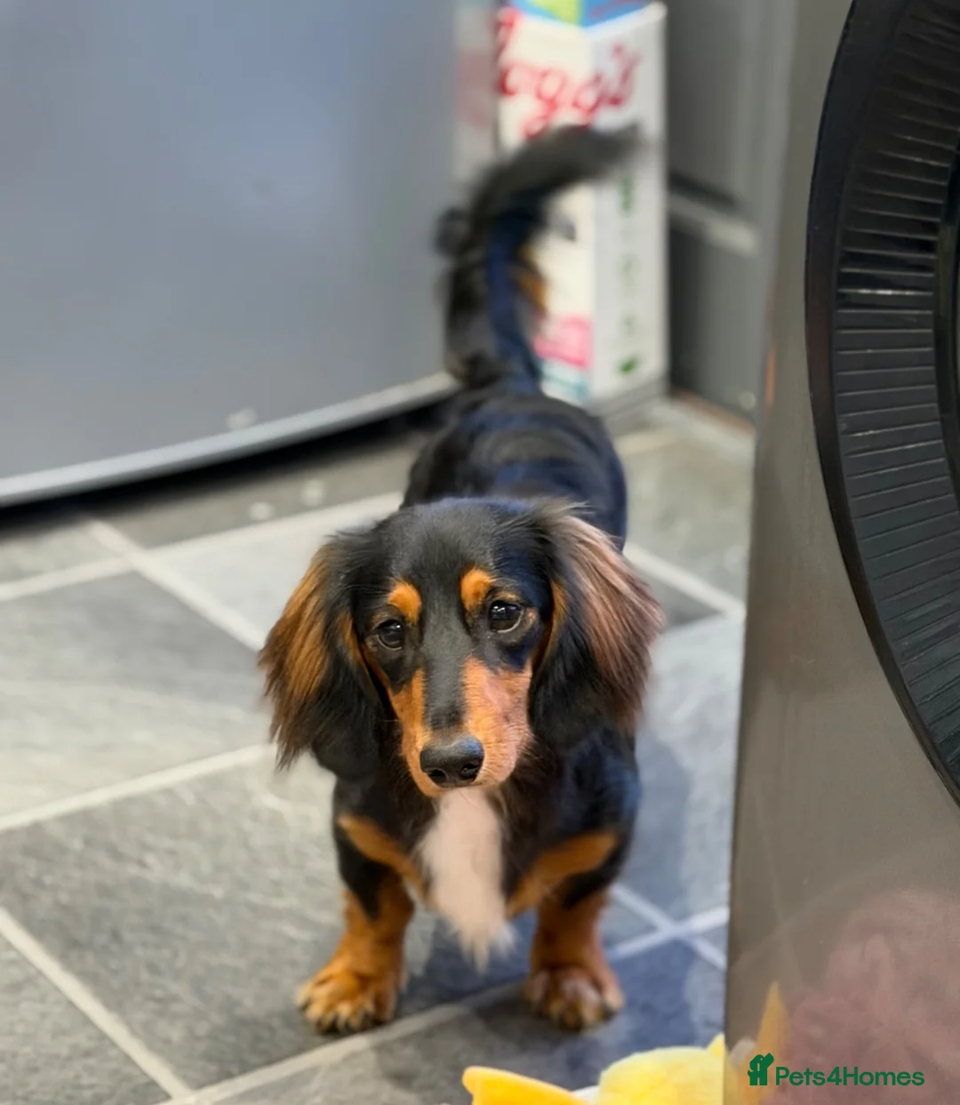 Dachshund dogs for sale: 9mo Male Dachshund - Advert 3
