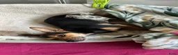 Pomchi dogs for sale: Pomchi girls and boys  - Advert 16
