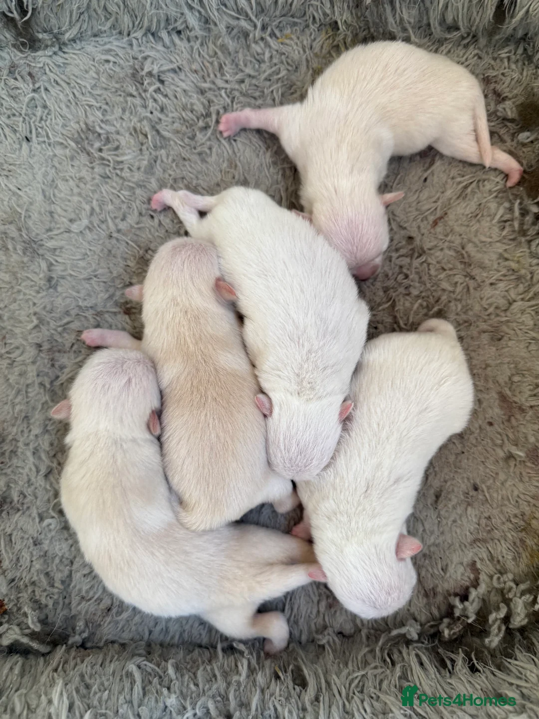 Pomeranian dogs for stud: Pierre stunning white TINY teddy Pom STUD ONLY in Romford - Advert 12