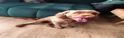 Cockapoo dogs for stud: Cockapoo stud - Advert 11