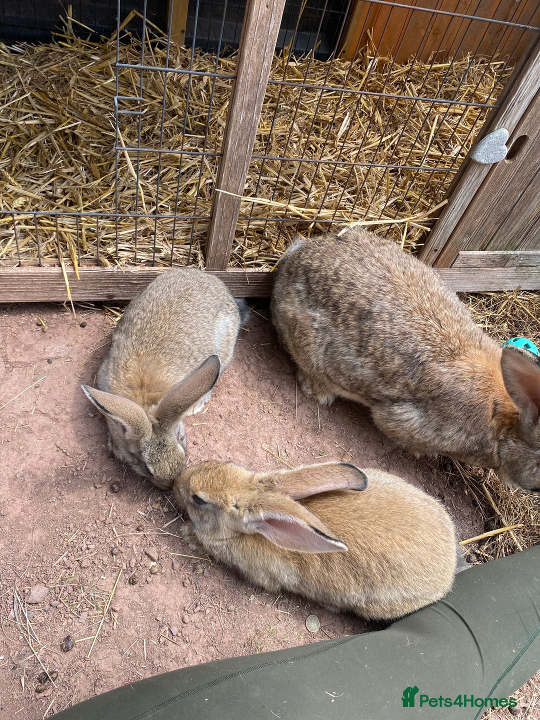 Continental Giant rabbits for sale: Continental giant - Image 18