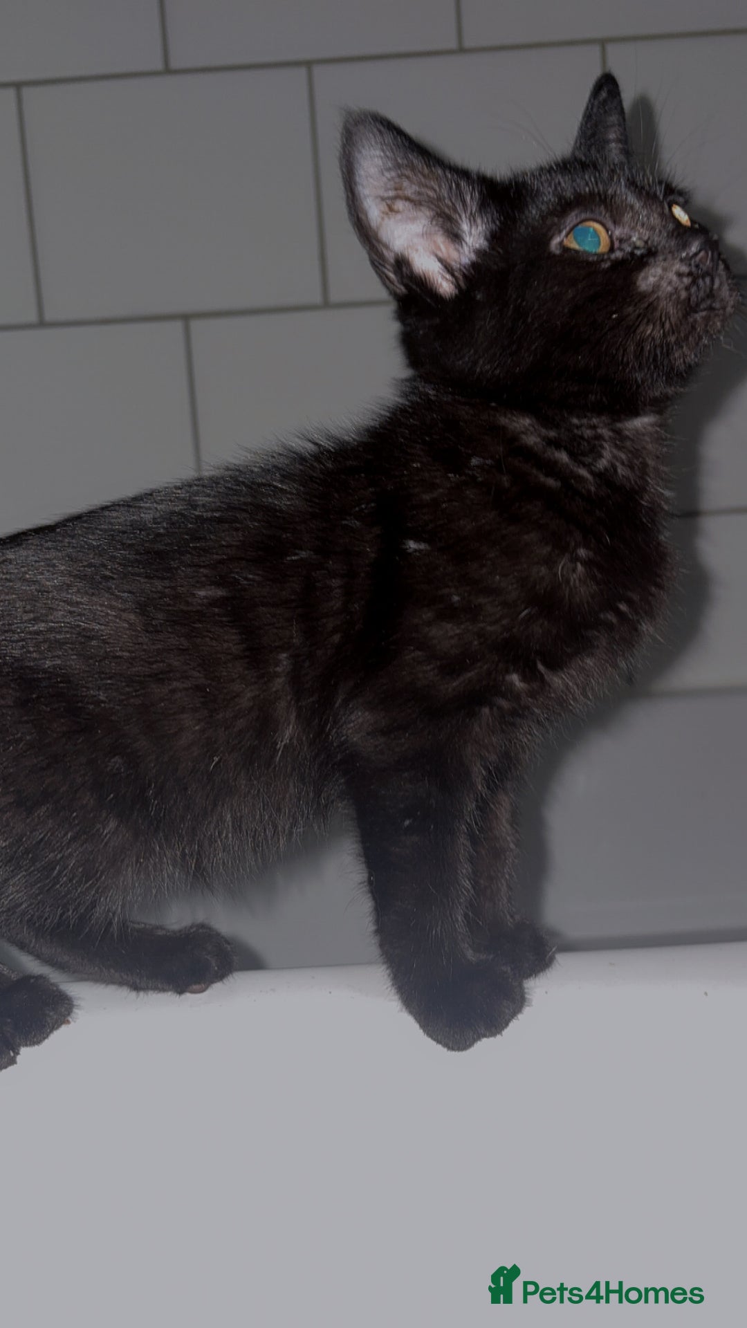 Bombay cats for sale: Black beauties🧡 - Image 6