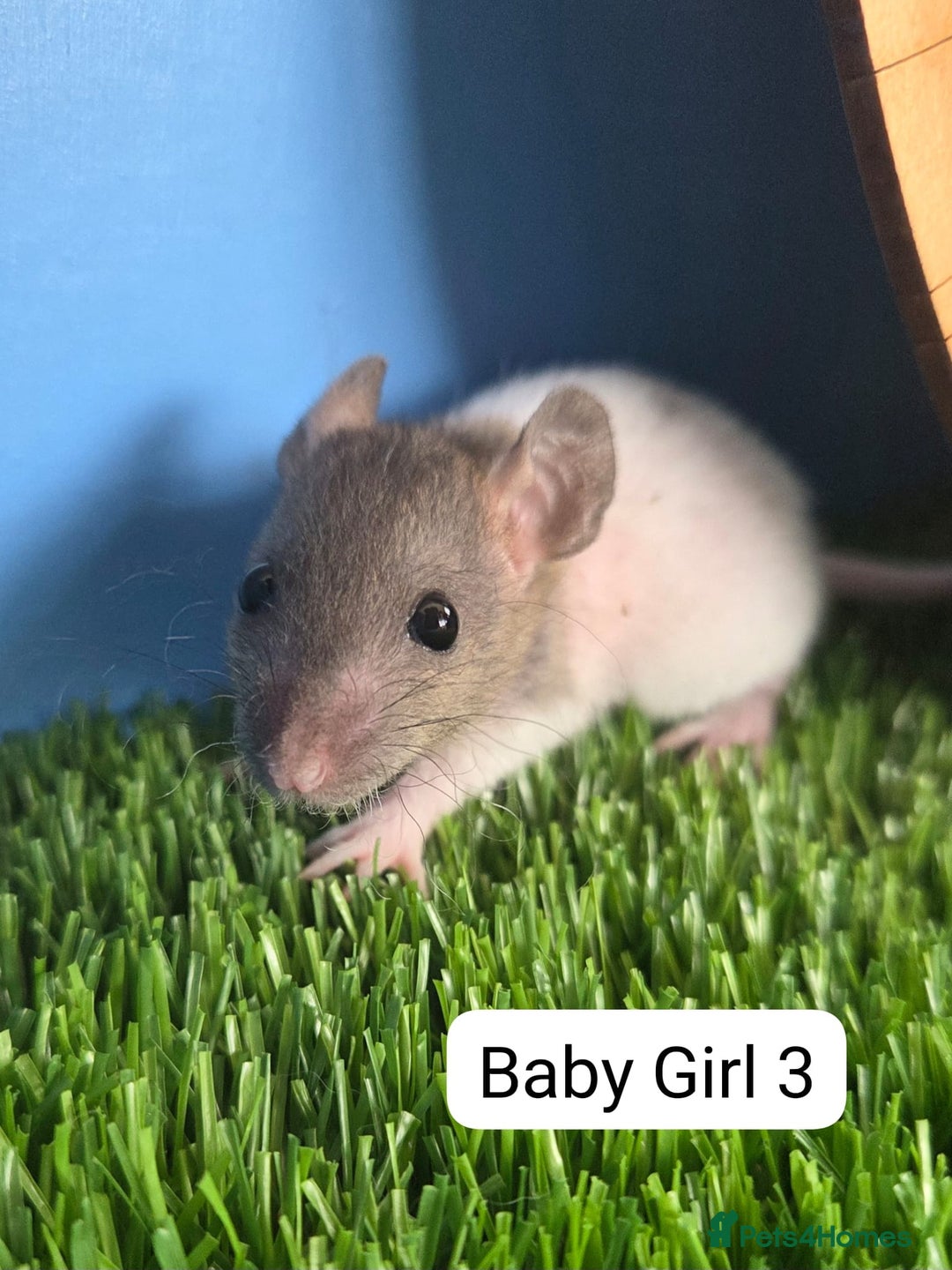 Rat rodents for sale: Baby Rats Girls Female Dwarf  - Image 3