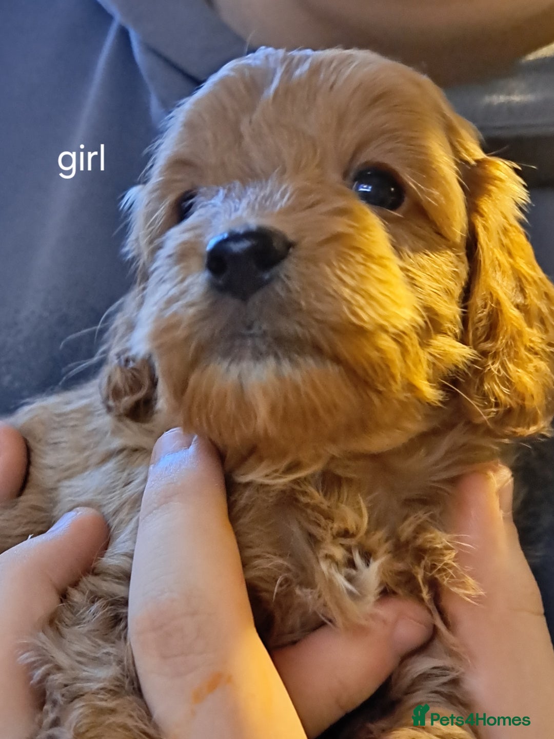 Cockapoo dogs for sale: Miniature cockapoos  - Advert 3