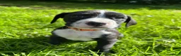 Mixed Breed dogs for sale: 🐾 Stunning Dalmatian × Boxer Puppies 🐾 in Leek - Advert 14