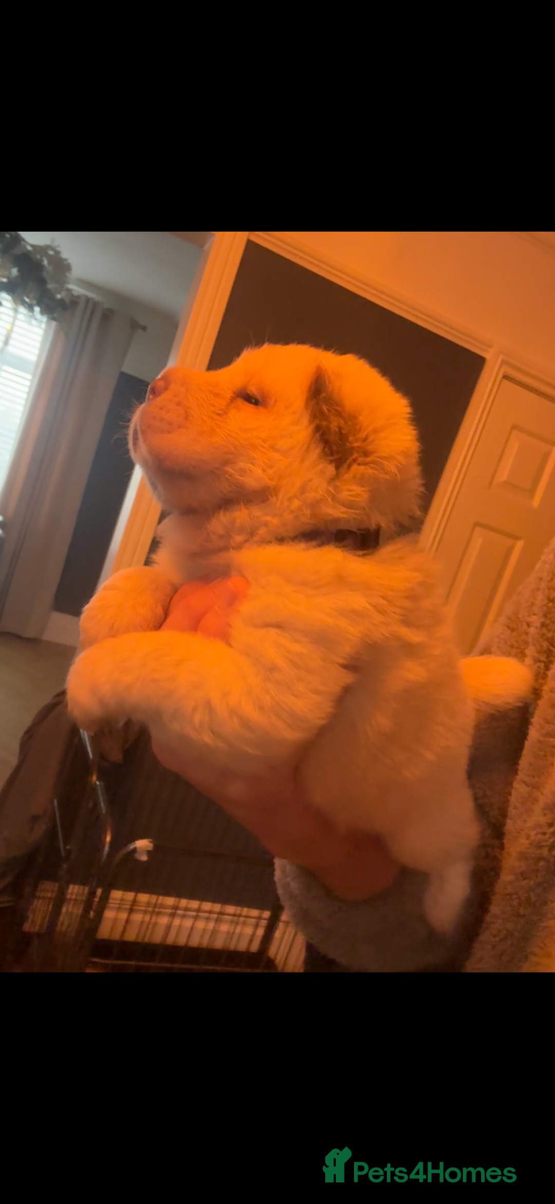 Shar Pei dogs for sale: 3  Gorgeous bears 🐻  - Advert 20