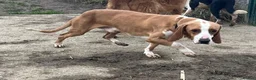 Mixed Breed dogs for adoption: Txiru in Woolacombe - Advert 2