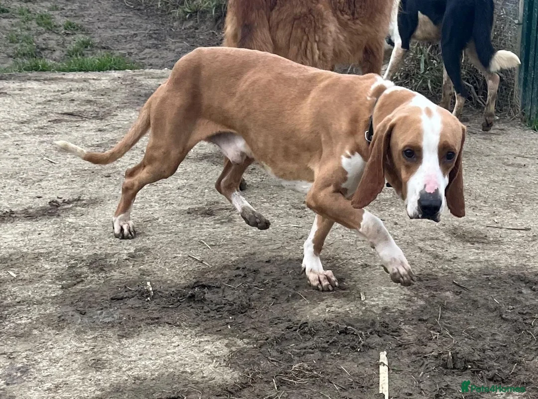 Mixed Breed dogs for adoption: Txiru in Woolacombe - Advert 2
