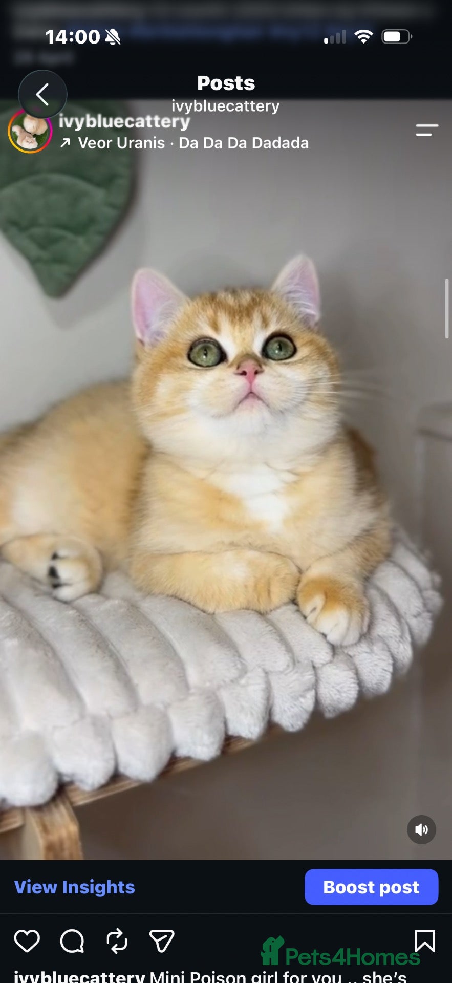 British Shorthair cats for sale: LAST Vet bred Teddybear Lap cat GCCF - Advert 3