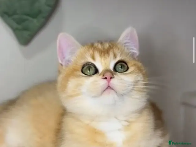 British Shorthair cats for sale: LAST Vet bred Teddybear Lap cat GCCF - Advert 4