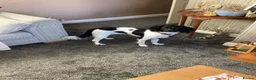 English Springer Spaniel dogs for sale: 8 1/2 months old  in Manchester - Advert 4