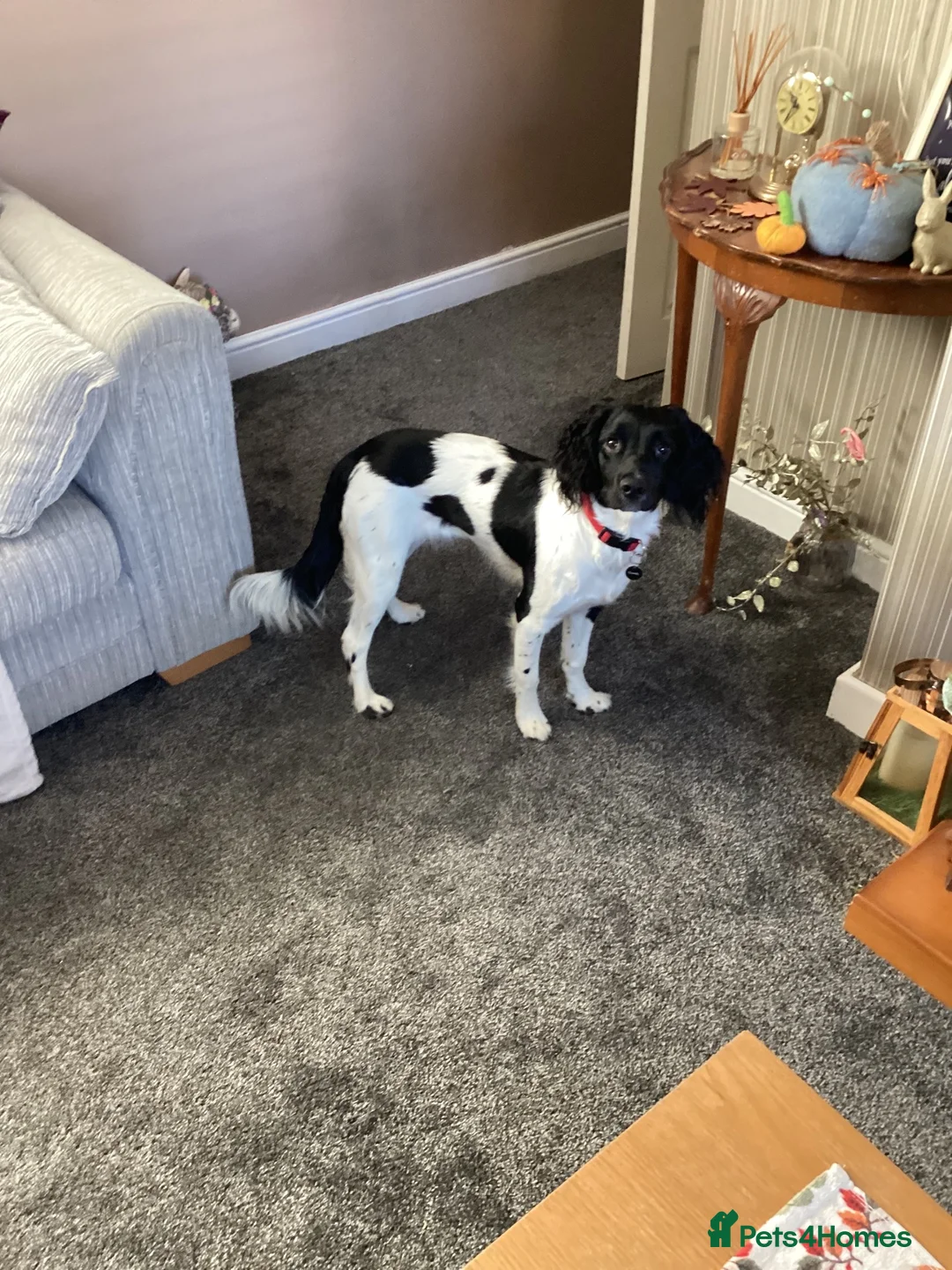 English Springer Spaniel dogs for sale: 8 1/2 months old  in Manchester - Advert 4