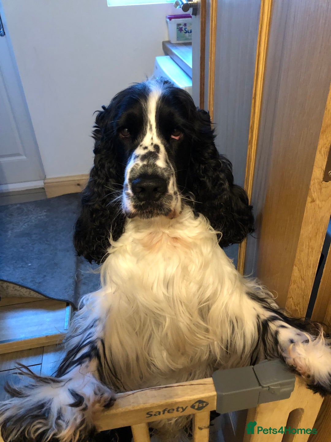 Cocker Spaniel dogs for stud: Full Show cocker spaniel Stud fully health tested  - Advert 6