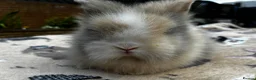 Lionhead rabbits for sale: PURE BRED LIONHEAD BABIES - Advert 6