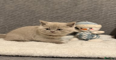 British Shorthair cats - Advert 15
