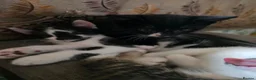 Mixed Breed cats for sale: Boys  - Advert 5