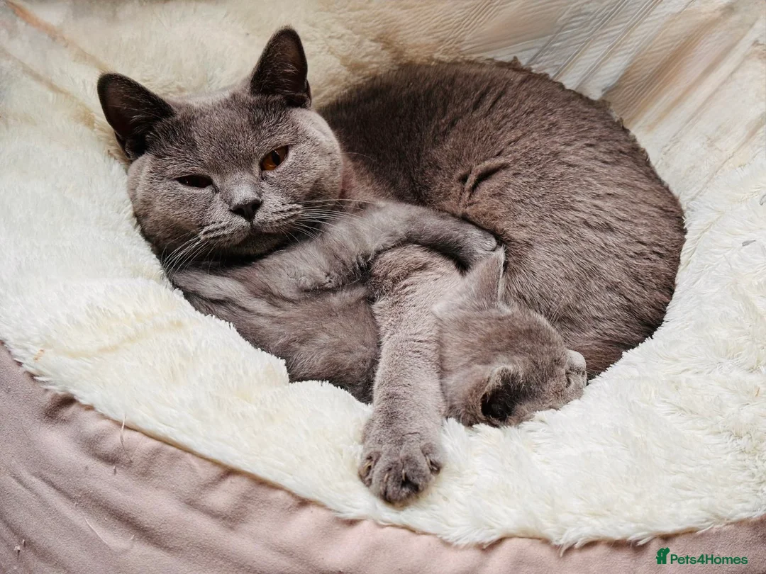 British Shorthair cats for sale: Pure British shorthair kittens- caring home 🐾 - Advert 1