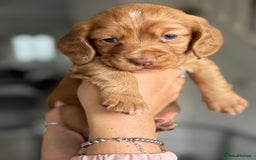 Cocker Spaniel dogs for sale: Cocker spaniel (working cocker spaniel)   - Image 3