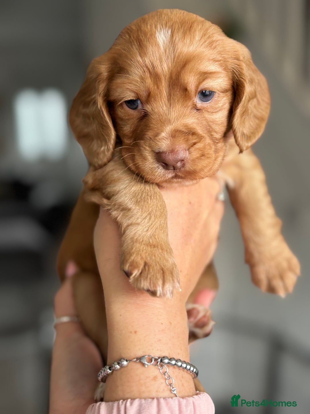 Cocker Spaniel dogs for sale: Cocker spaniel (working cocker spaniel)   - Image 3