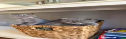 British Longhair cats for sale: Stunning Blue BritishLonghair Kittens  - Advert 3