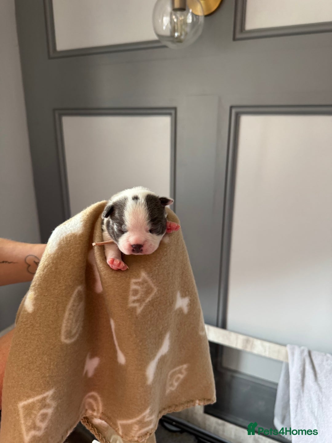 Boston Terrier dogs for sale: Stunning rainbow litter born 5/8/35 - Image 15