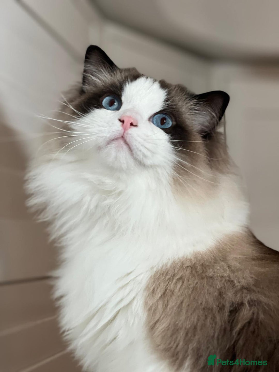 Ragdoll cats for sale: Two Show-Quality Cats Seeking Loving Homes - Image 15