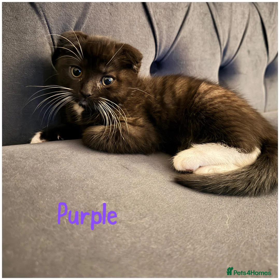 Scottish Fold cats for sale: 5 Scottish Folds for sale - Advert 3