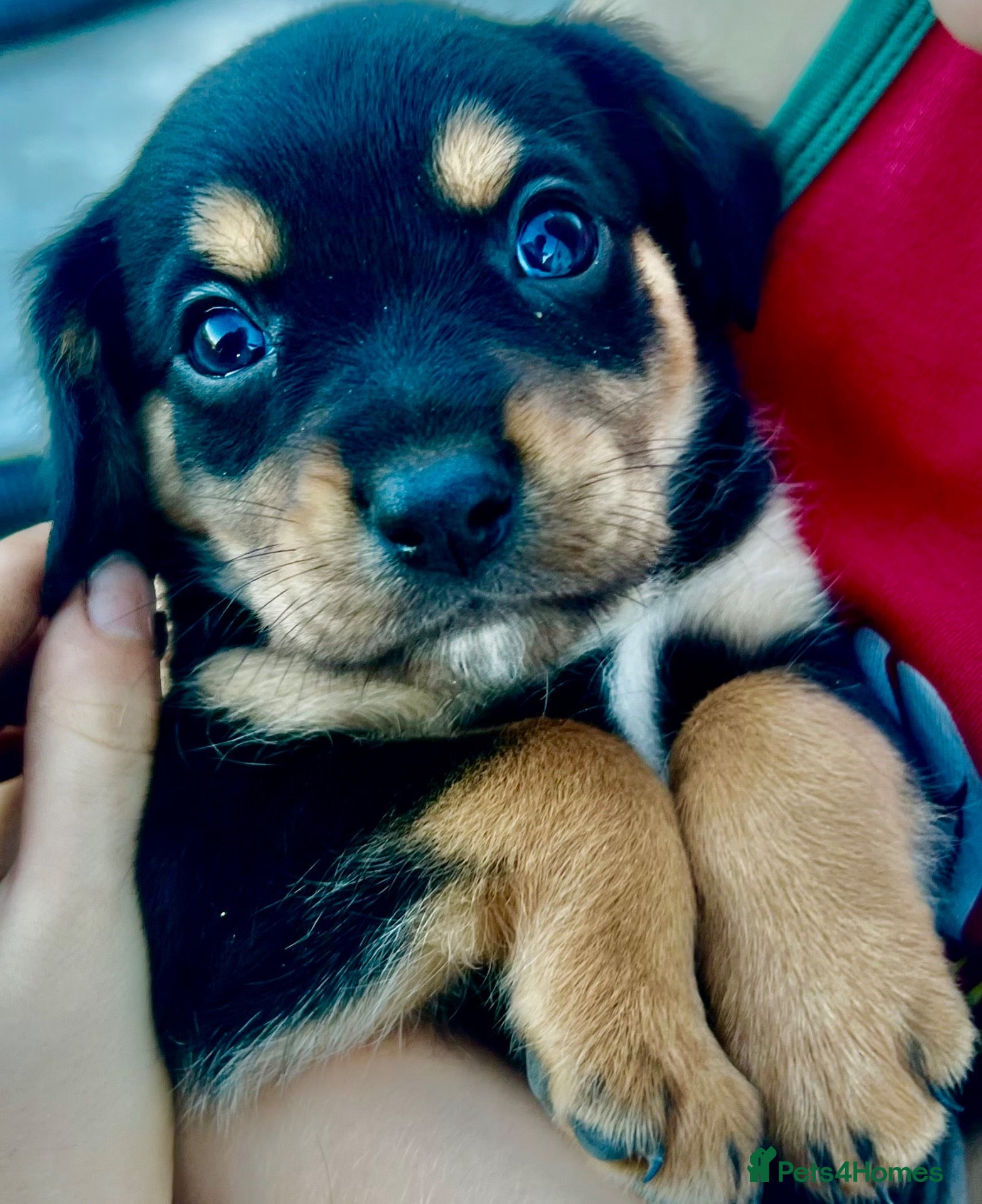 Mixed Breed dogs Cavalier x kelpie - Advert 1